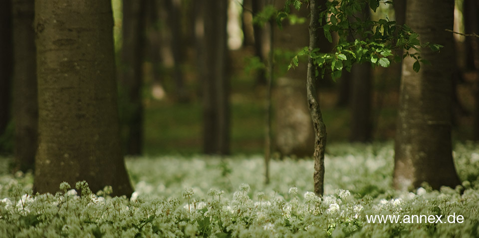 Brlauch Wald